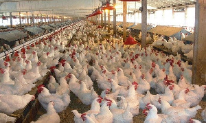 Poultry Fold