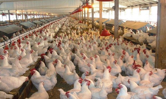 U.S poultry