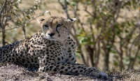 Cheetahs are trafficked from the Horn of Africa to the Gulf states