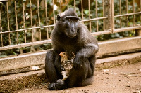 A photo of a monkey