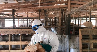 A veterinary officer attending to a livestock