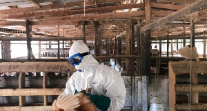 A veterinary officer attending to a livestock