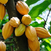 Cocoa farm