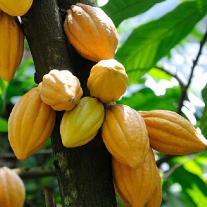 Cocoa farm