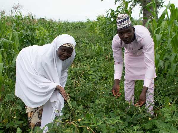 Nigerian farmers show off their GM cowpea fields