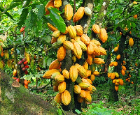 The annual event, organized by COCOBOD, is to celebrate the hard work of cocoa farmers