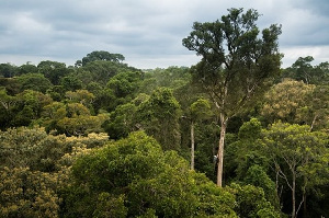 Atiwa Forest is one of the largest surviving rainforests in West Africa