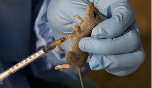 Lassa Fever