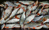 Harvested fishes