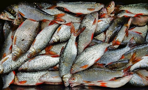 Harvested fishes