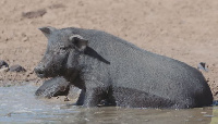 The pigs drink water from a river which the residents use for their domestic use