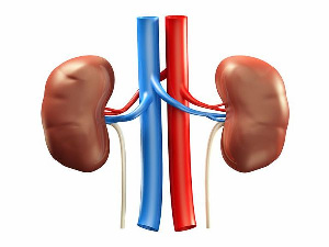 A Diagram of a Kidney