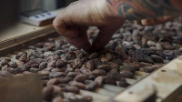 Ivory Coast Raises Cocoa Farmgate Price to $3,060 per Ton, Surpassing Ghana’s Rate of $3,039