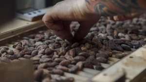 P An Employee Prepares Cocoa Beans For Roasting At A Chocolate Factory In Paris P