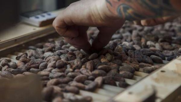 Ivory Coast Raises Cocoa Farmgate Price to $3,060 per Ton, Surpassing Ghana’s Rate of $3,039