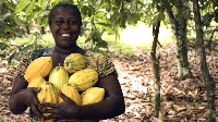 Ghana a halin yanzu tana sarrafa kusan kashi 30% na koko