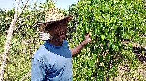 57-year-old Daniel Teye Doku spoke to GhanaWeb in an interview on his farm