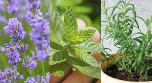 Herbs For Mosquitoes 