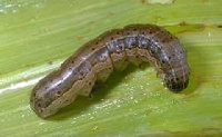 Fall armyworm