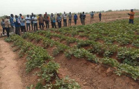 CSIR-SARI Potato farm