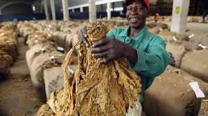 Tobacco Crop