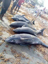 A  photo of the melon-headed whales that were washed ashore