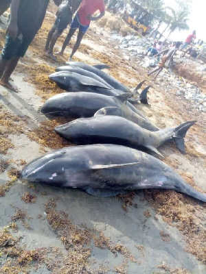 The public have been cautioned against consuming the dolphins that were washed ashore