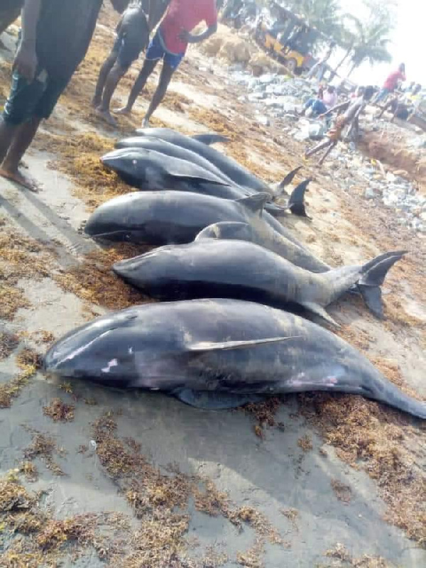 At least 80 dolphins were washed up dead along parts of the coast on Sunday April 4, 2021