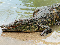 File photo of a crocodile