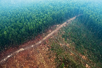 Most people in forest growing areas indiscriminately cut down trees for crop production,