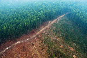 Deforestation Filee