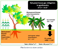 The study found that, at present, the shea value chain fixes 1.5 million tons of CO2 every year