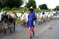 File photo of a herdsman