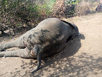 A dead elephant