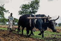 A resettled farmer opens a furrow in his field, AFP PHOTO | JEKESAI NJIKIZANA