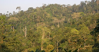 Atewa forest