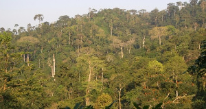 Government says the forest will leveraged to develop Ghana's infrastructure deficit