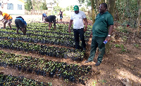 File photo: Government distributed over 2 million trees for the 2022 Ghana Ghana Day