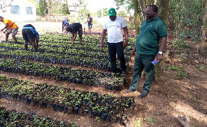 Green Ghana Project at Ho