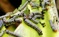 About 14,430 hectares of land were destroyed as a result of the invasion of fall armyworms