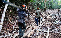 File photo of chainsaw operators