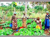 The census identified that there must be interventions that target women farmers