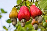 Cashew harvest