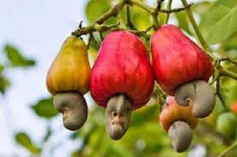 Cashew harvest