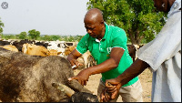 Cowtribe provides locals with genuine and affordable animal vaccinations from large suppliers