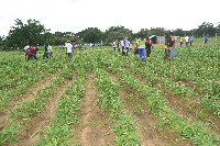 Coronavirus has rendered a lot of people hungry and desperate