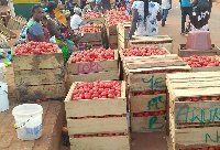 Tomato farmers in Tuobodom are battling wastage of crops