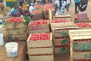 Tomato farmers in Tuobodom are battling wastage of crops