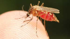 Malaria is one single disease that claims a lot of lives