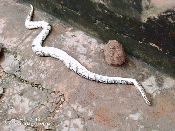 A little girl is reported to have found the reptile after a heavy rainstorm